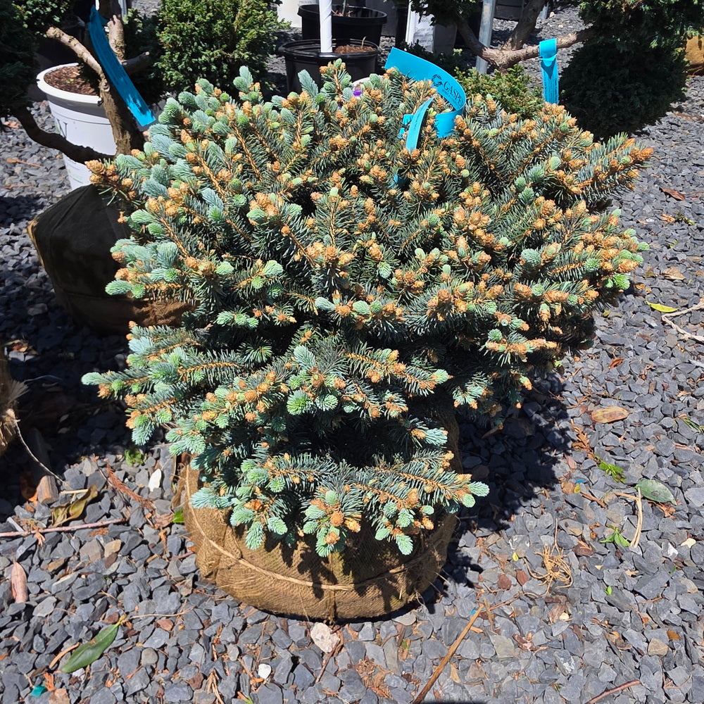 Dwarf Globe Blue Spruce