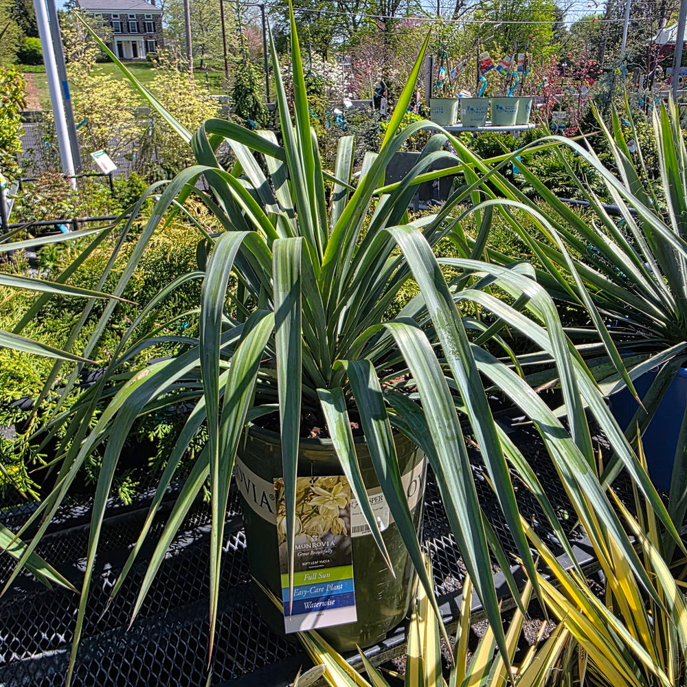 Soft Leaf Yucca