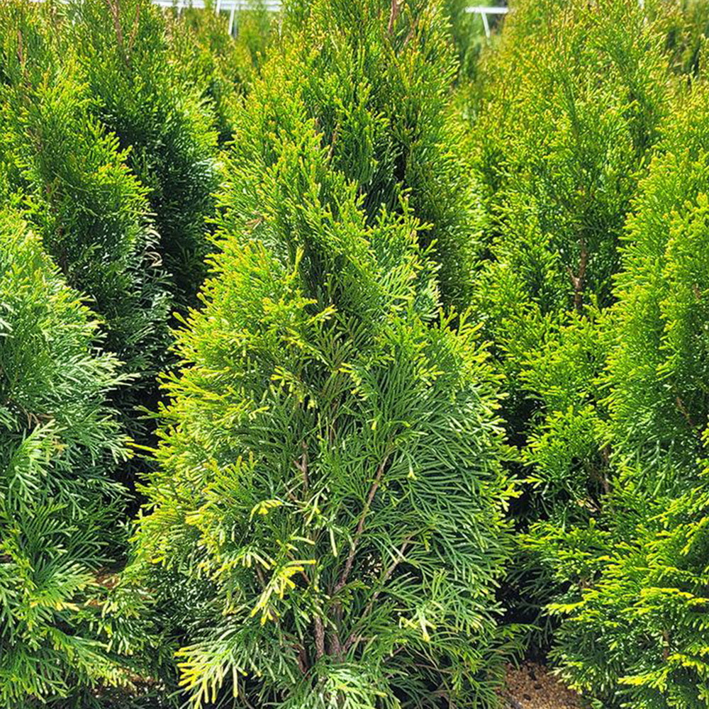 Emerald Green Arborvitae