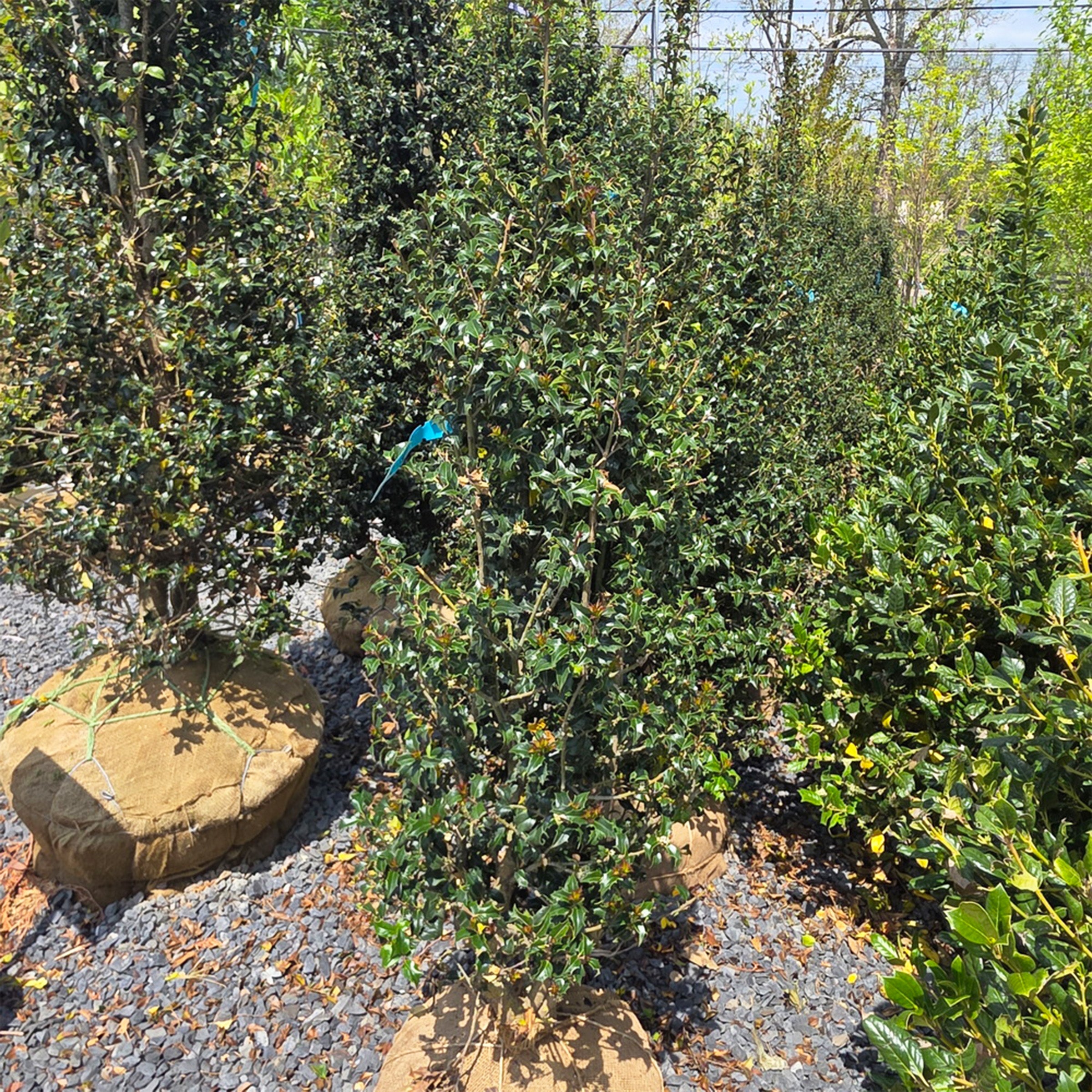 Dragon Lady Holly – Gasper Home & Garden