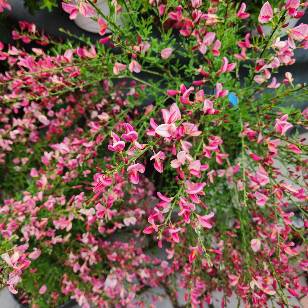 Burkwood Scotch Broom