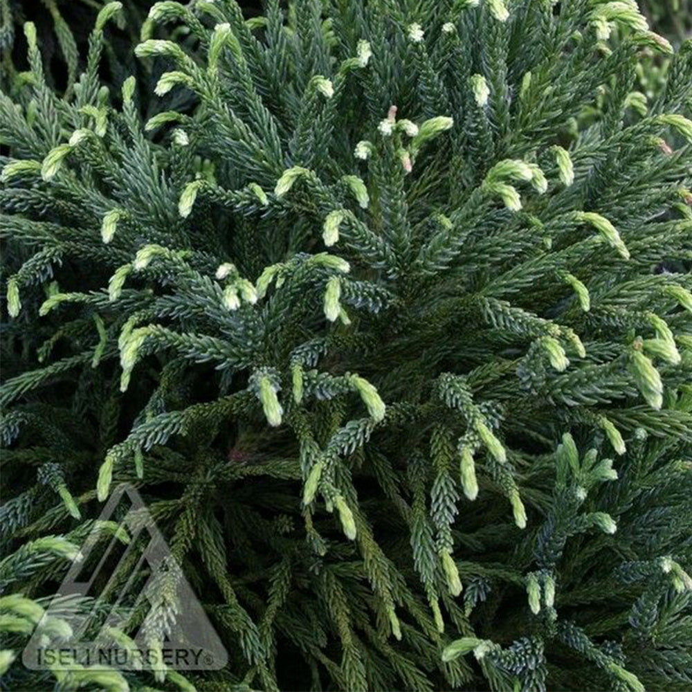 jade plant in japanese Rein's Dense Jade Japanese Cedar – Gasper Home & Garden