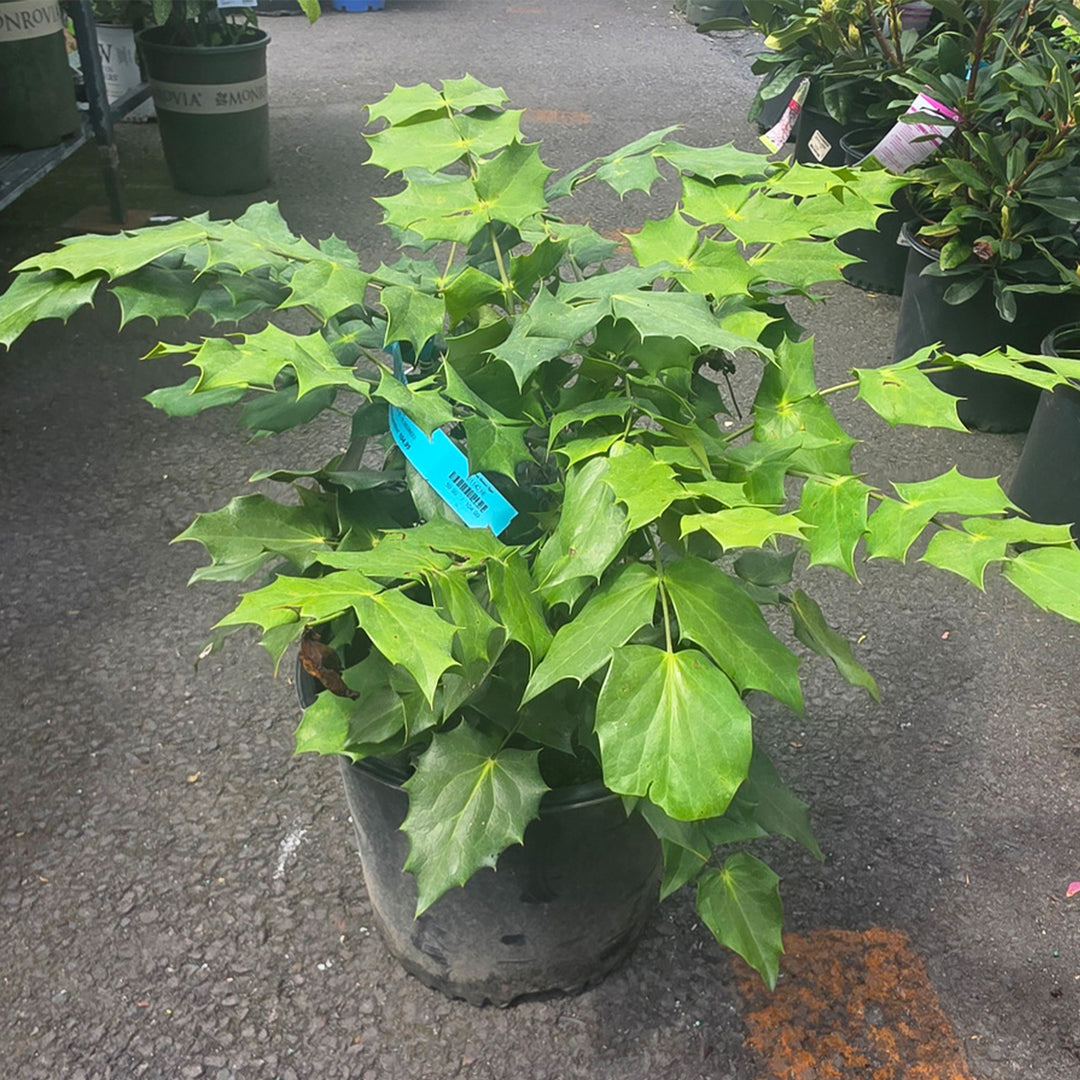 Leatherleaf Mahonia