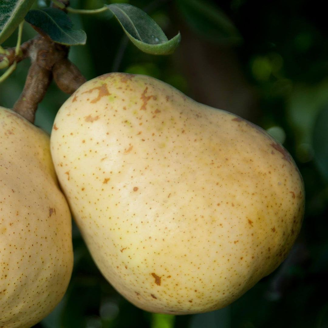 Bartlett Pear