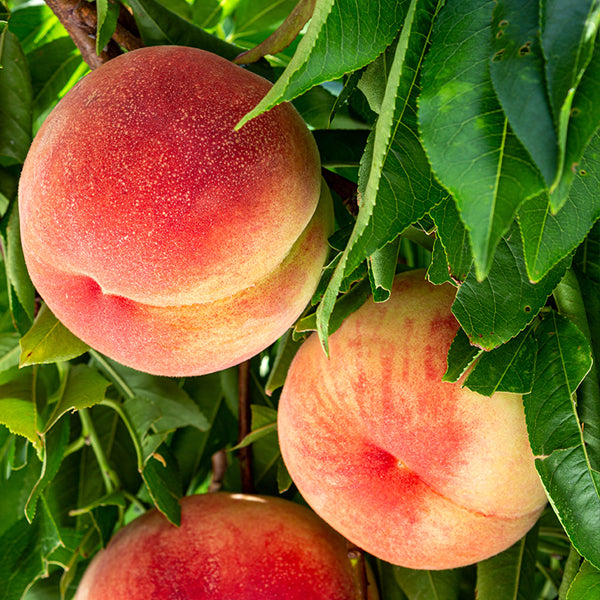 Belle of Georgia Peach