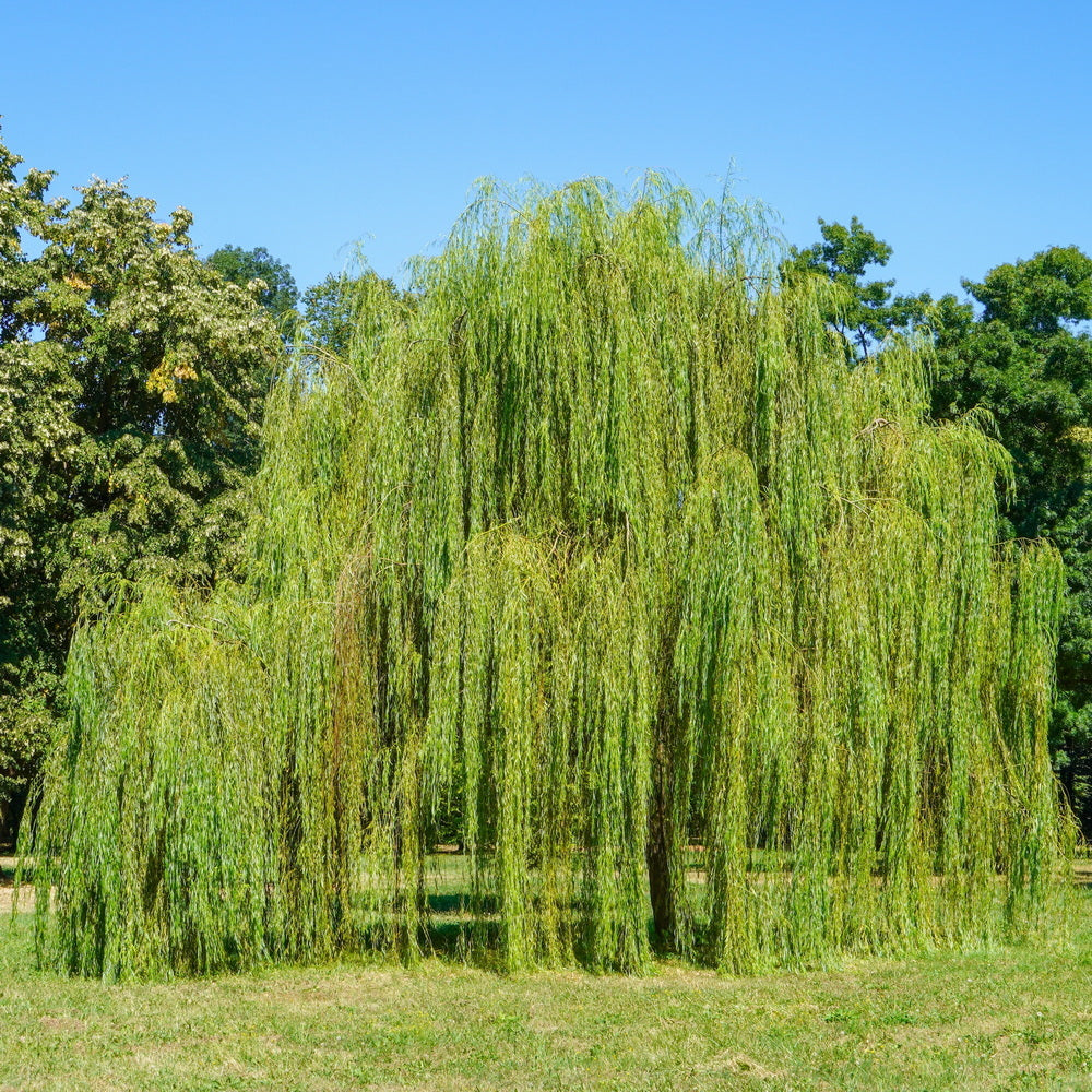 Weeping Willow