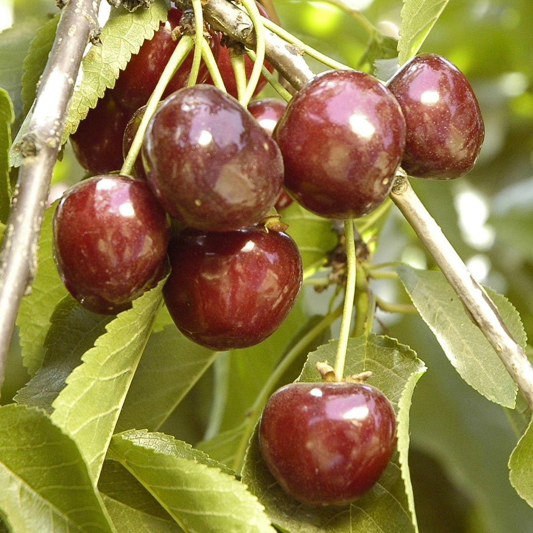 Blackgold Cherry