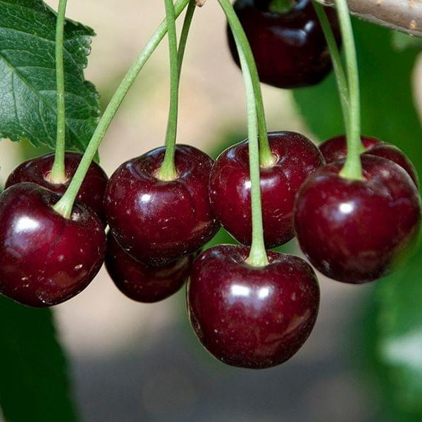 Blackyork Cherry