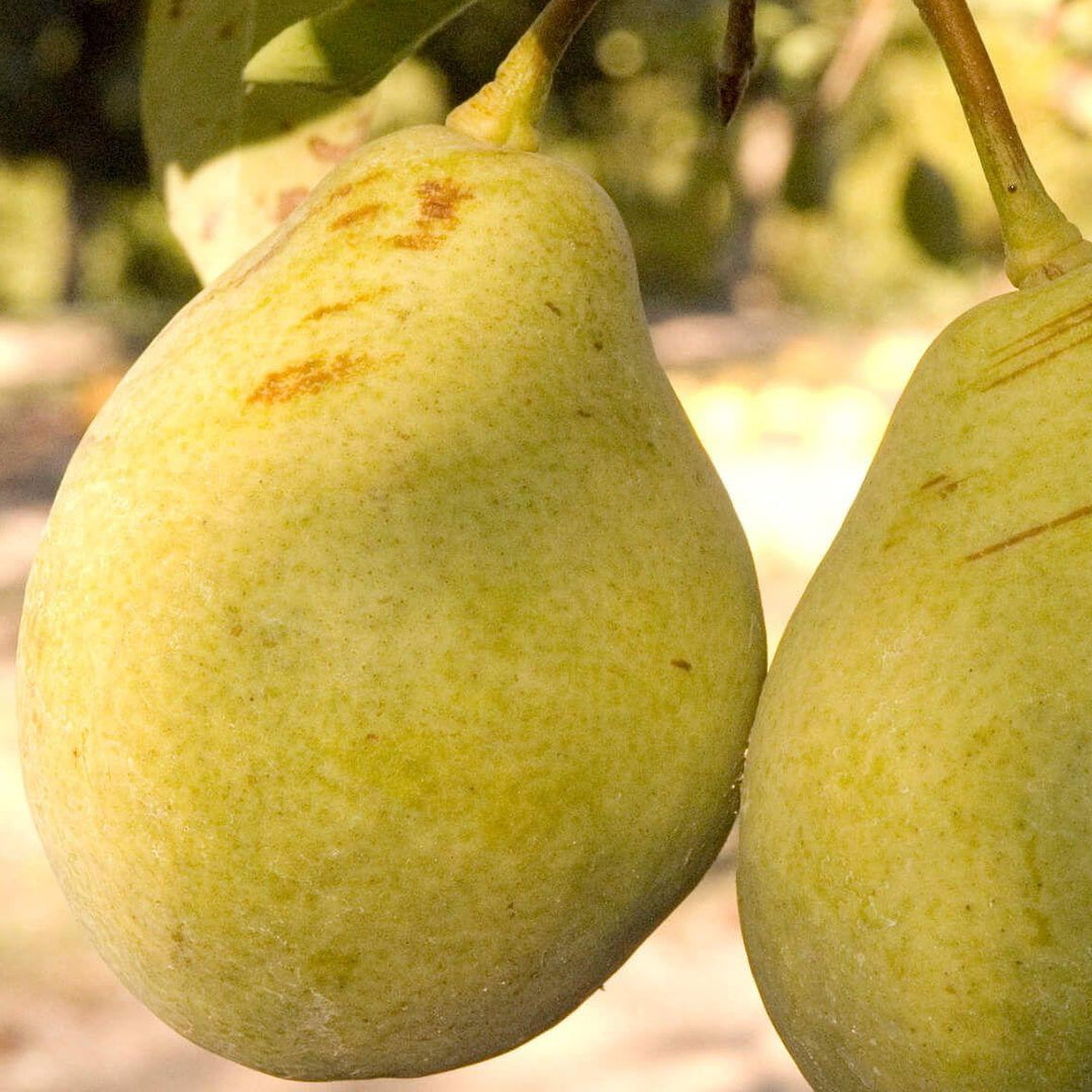 Moonglow Pear