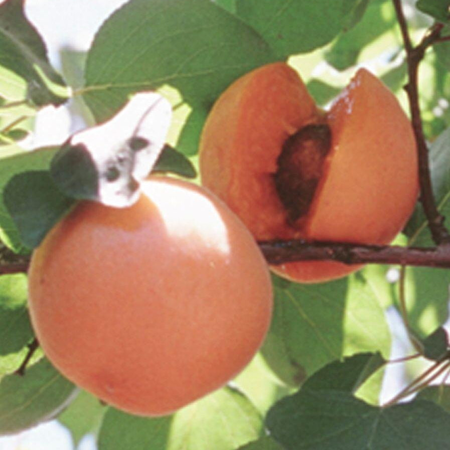 Chinese Apricot