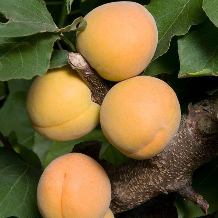 Goldcot Apricot
