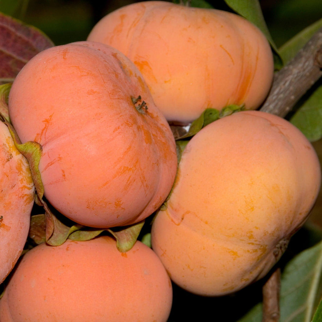 Jiro Persimmon
