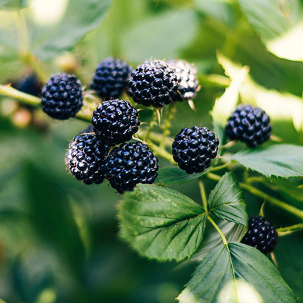 Bristol Black Raspberry