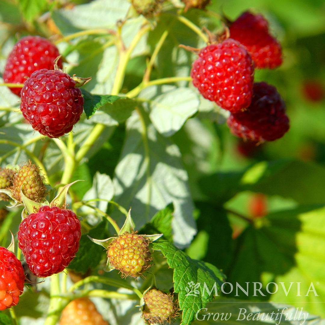 Red Heritage Raspberry