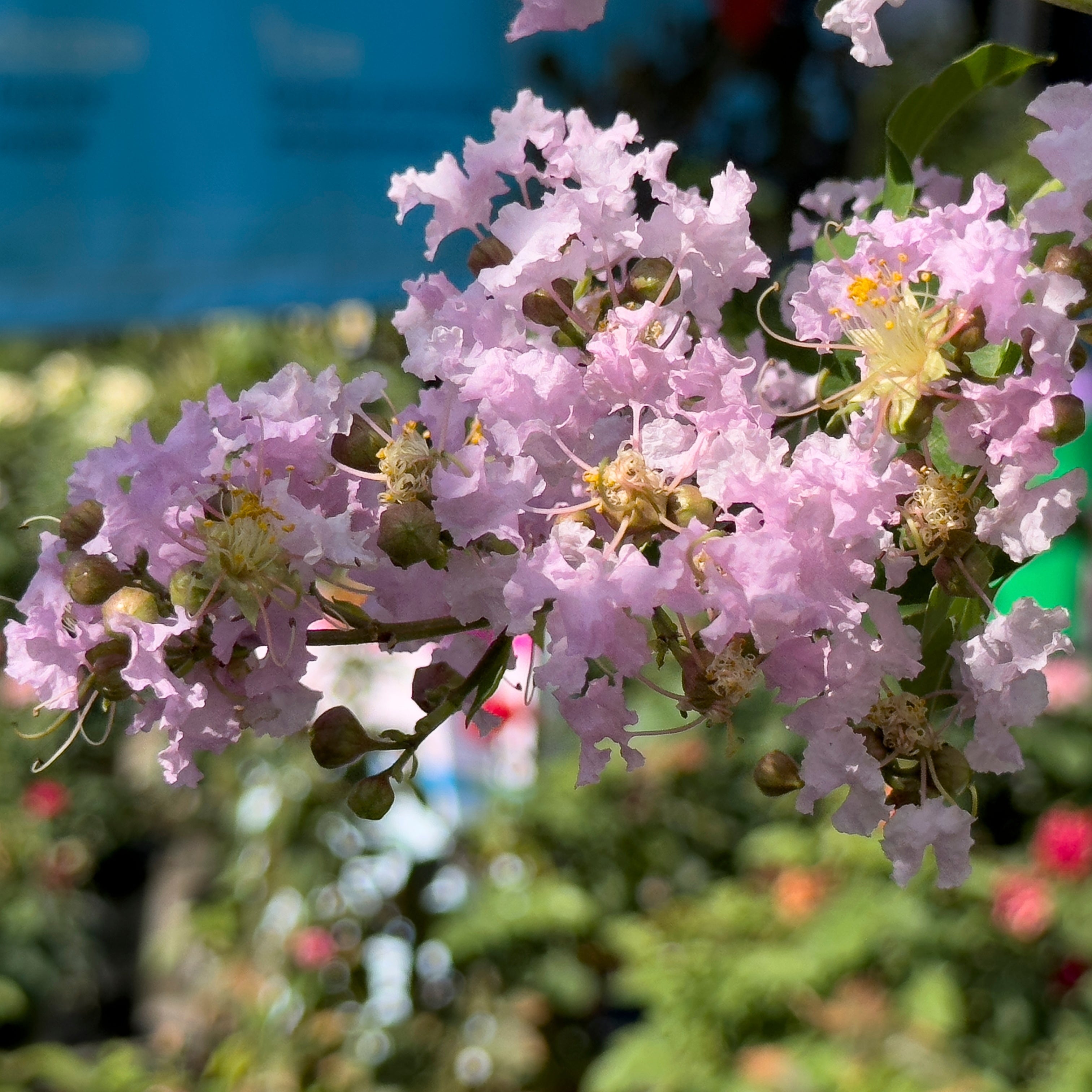 Muskogee Crape Myrtle – Gasper Home \u0026 Garden, image size:3024x3024