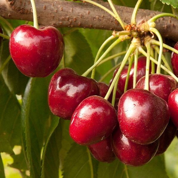 Danube Cherry