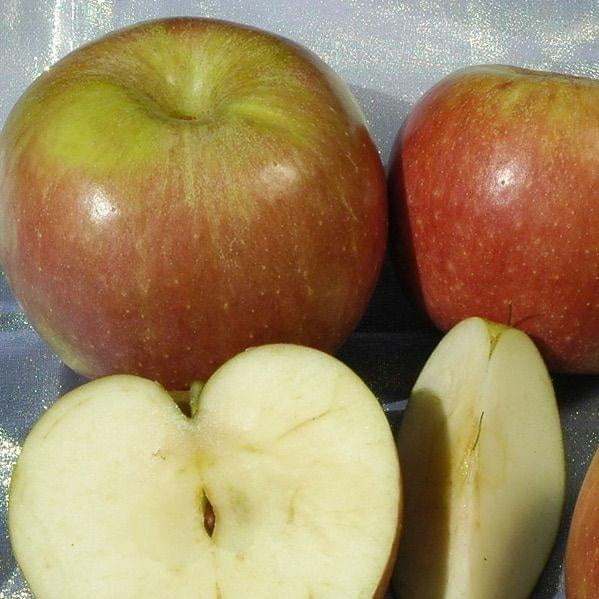 Winesap Apple