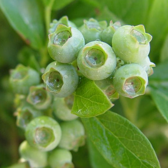Jersey Blueberry