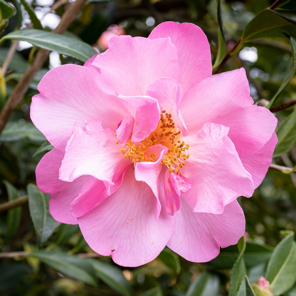 April Remembered Camellia – Gasper Home & Garden