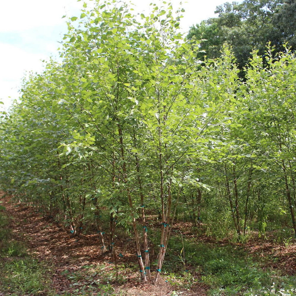 Dura Heat® River Birch
