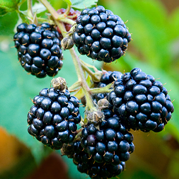 Chester Thornless Blackberry