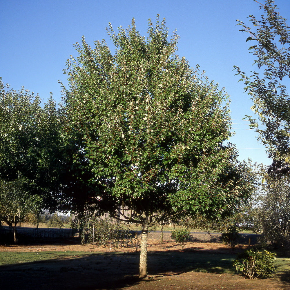 October Glory Red Maple