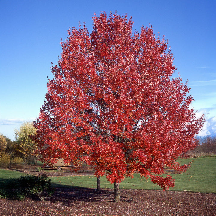 October Glory Red Maple