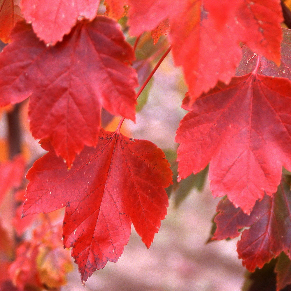 October Glory Red Maple