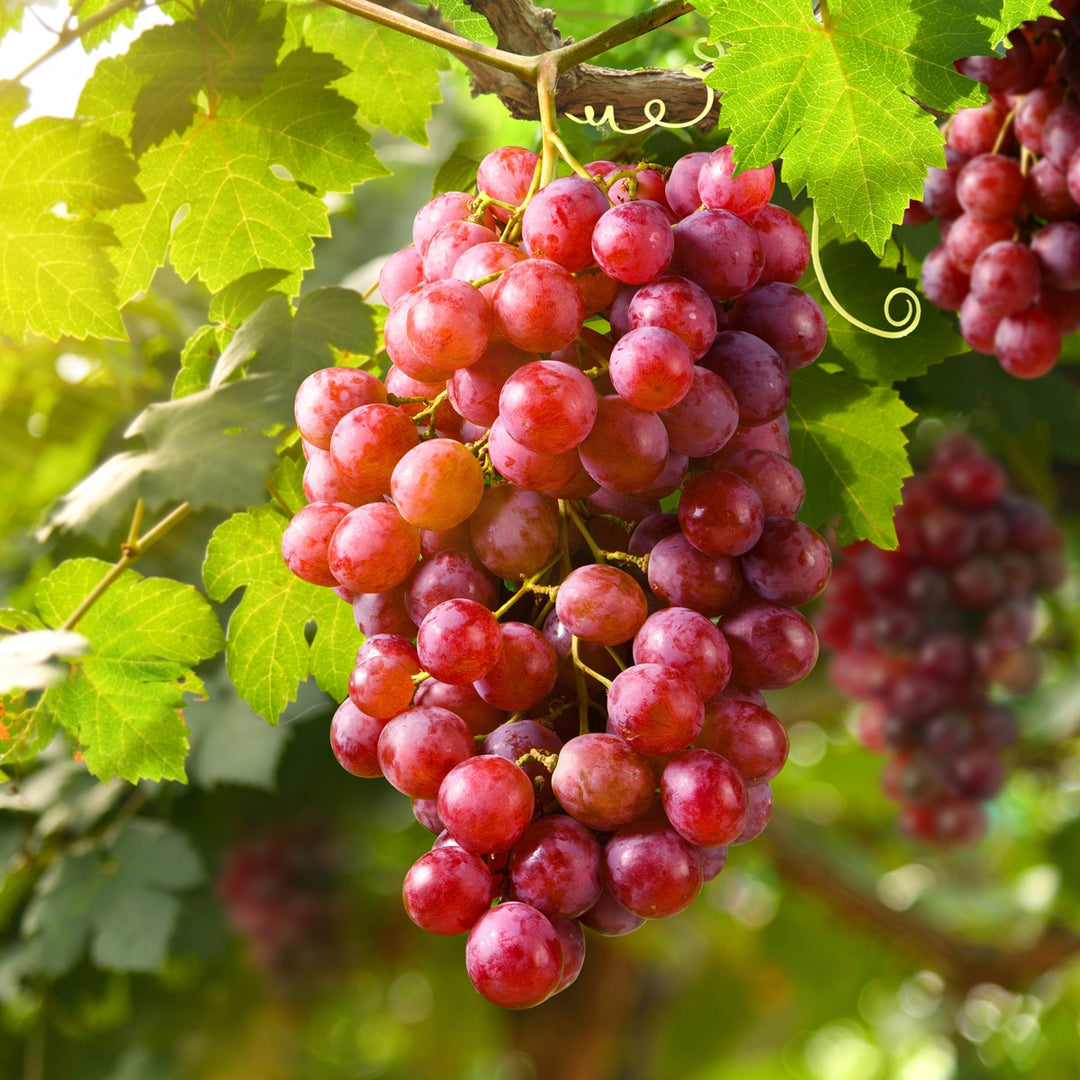 Reliance Red Grape Vine
