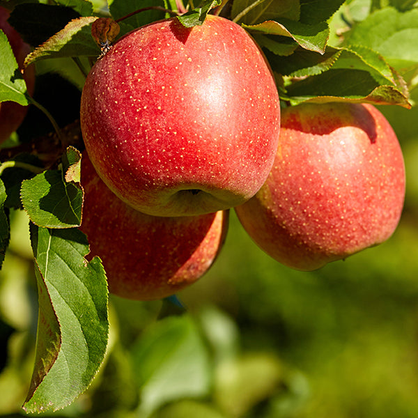 Honeycrisp Apple