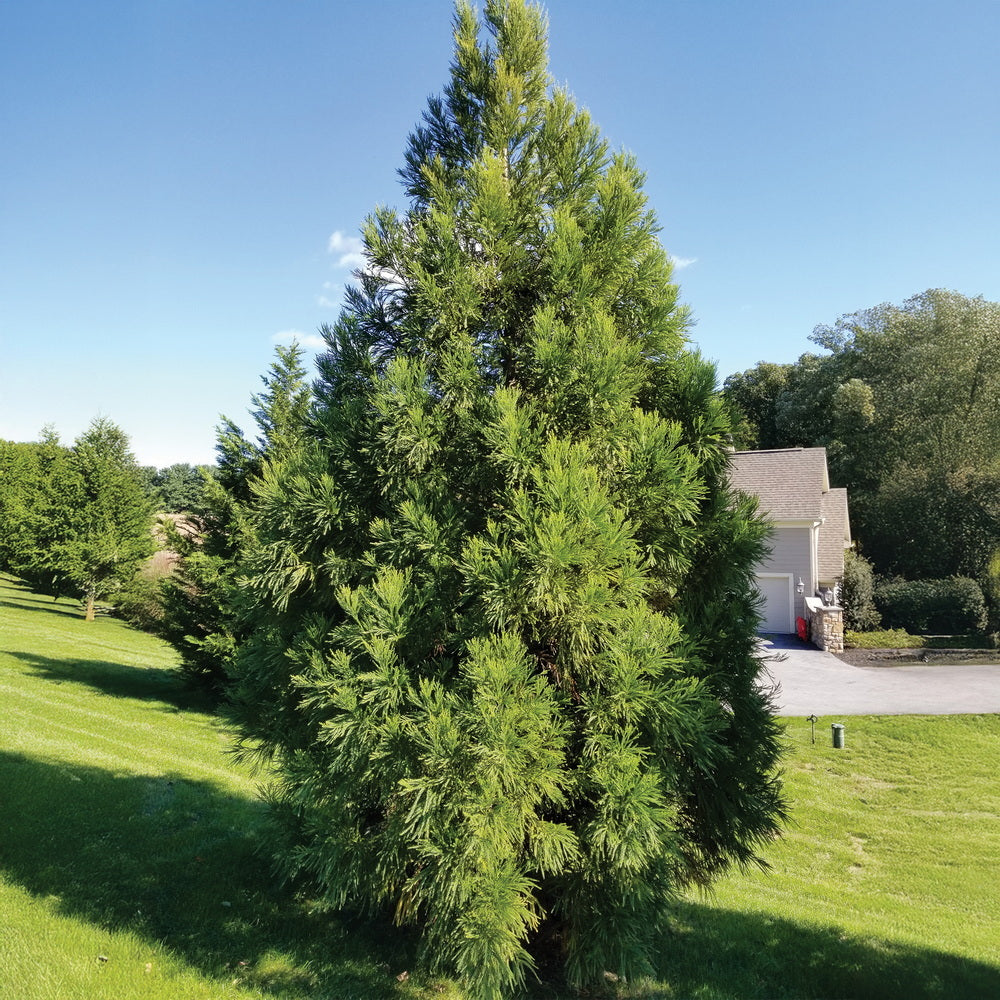 yoshinorinori2 Yoshino Japanese Cedar – Gasper Home & Garden
