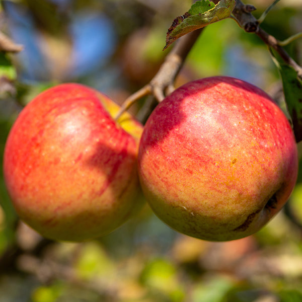 Cortland Apple
