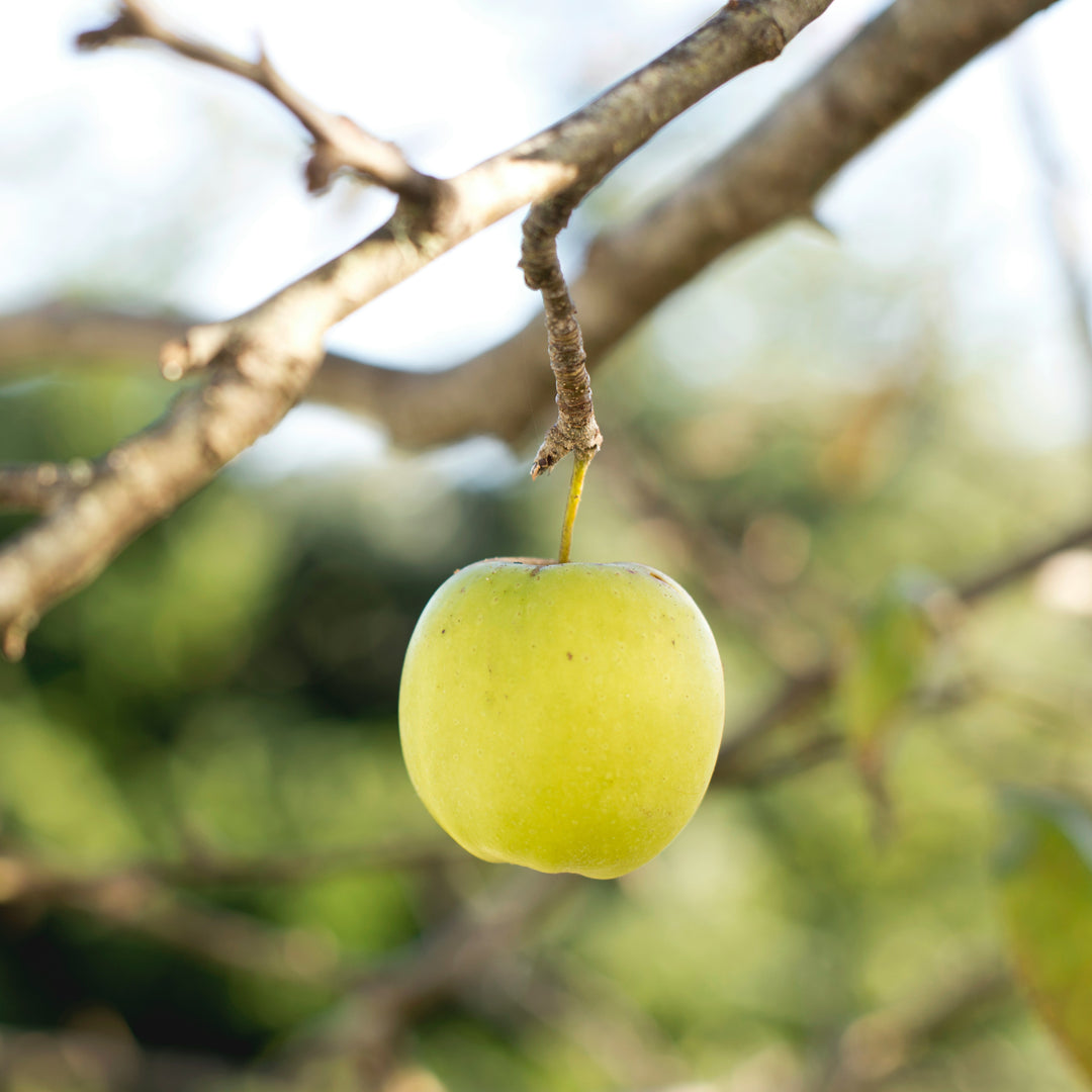 Golden Delicious Apple