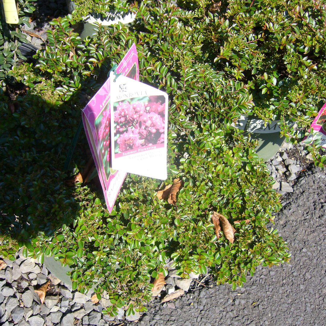 Berry Dazzle® Dwarf Crape Myrtle