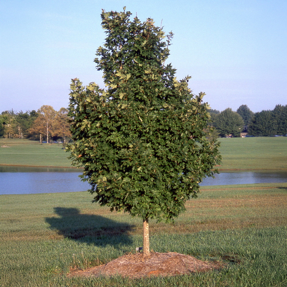 sugar maple plant Legacy Sugar Maple – Gasper Home & Garden