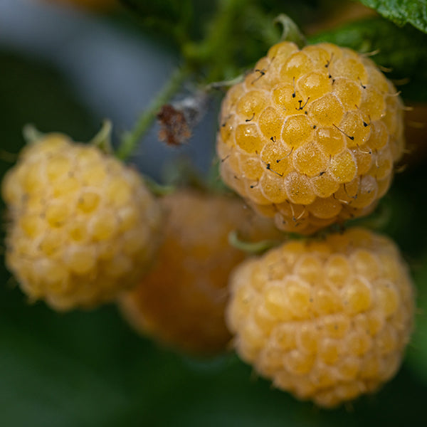 Yellow Anne Raspberry