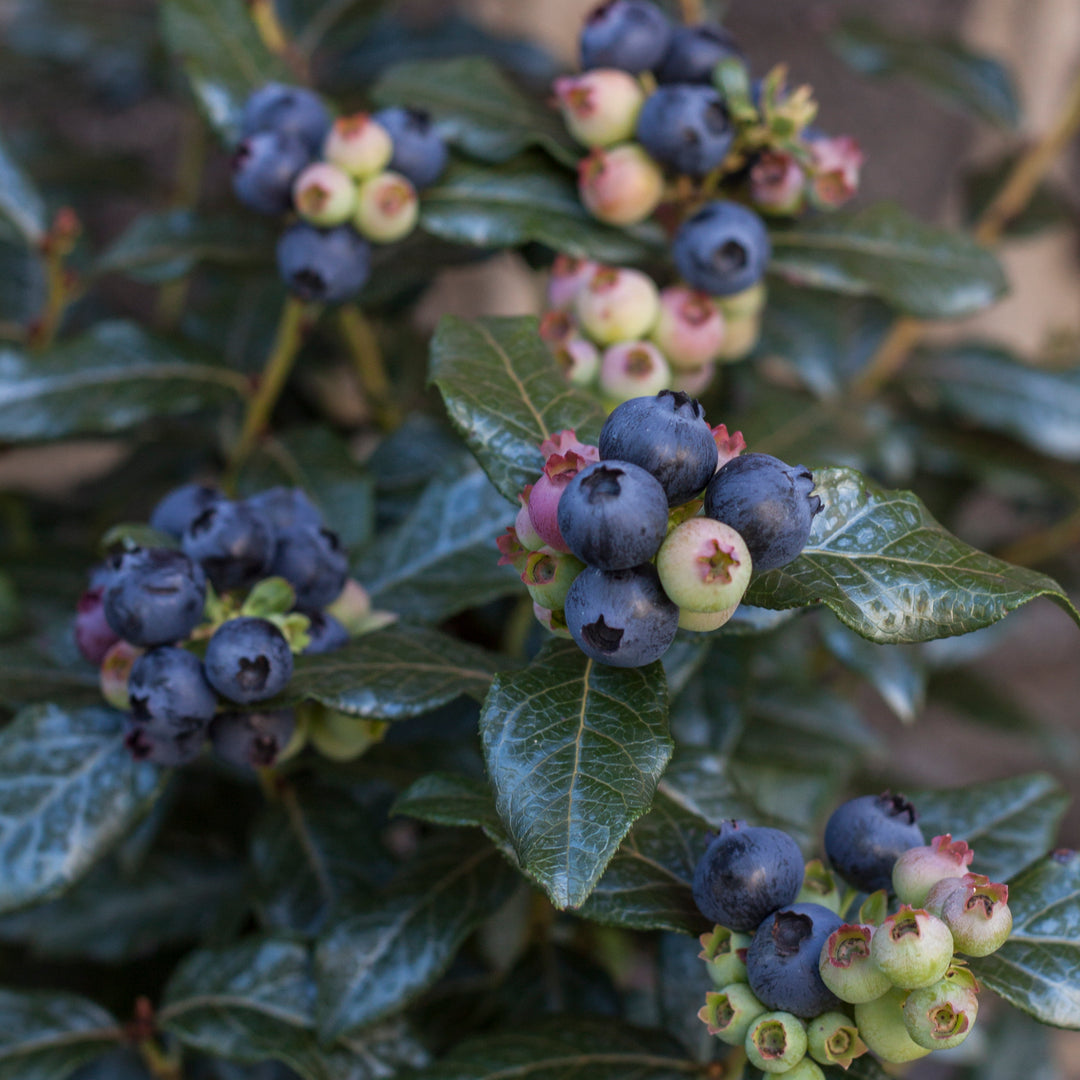 Perpetua® Blueberry