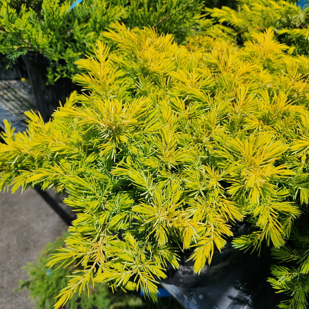 Gold Pacific Juniper