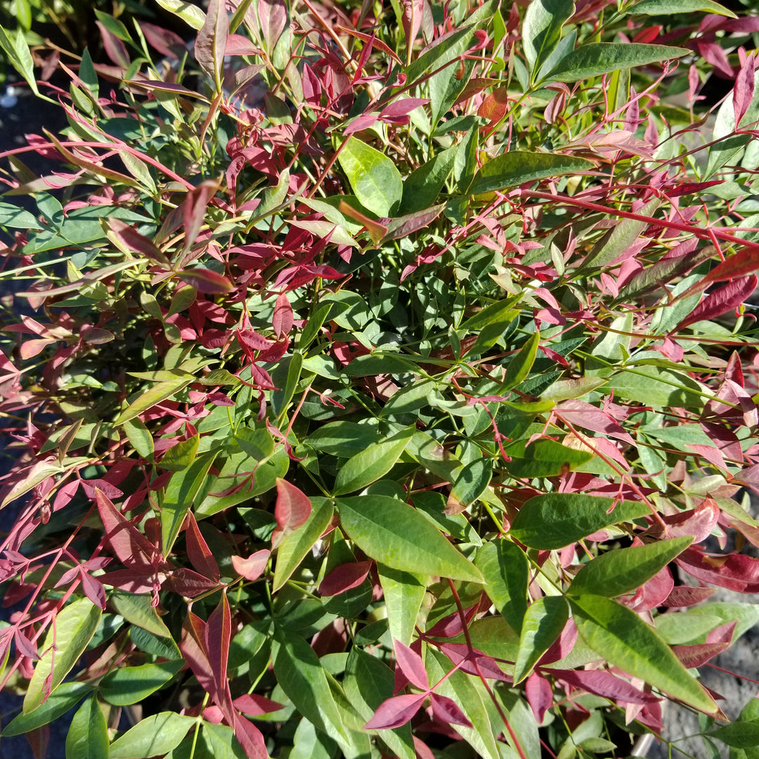 Obsession Nandina