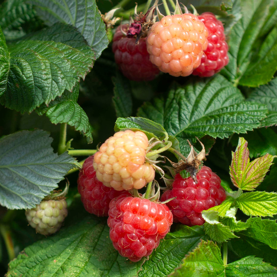 Raspberry Shortcake® Raspberry