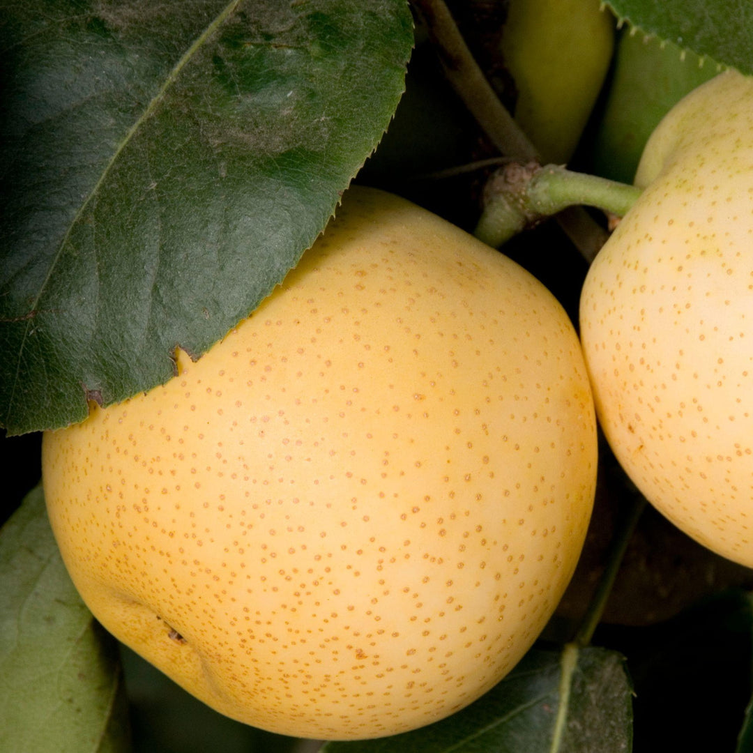 Shinseiki Pear