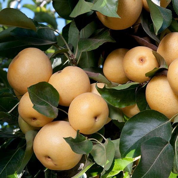 20th Century Asian Pear