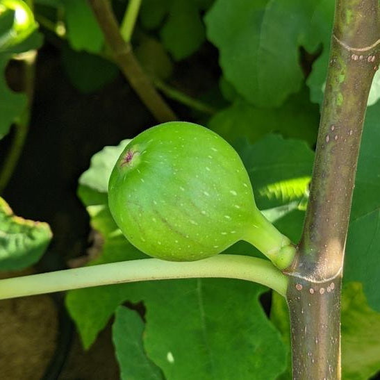 Brown Turkey Fig