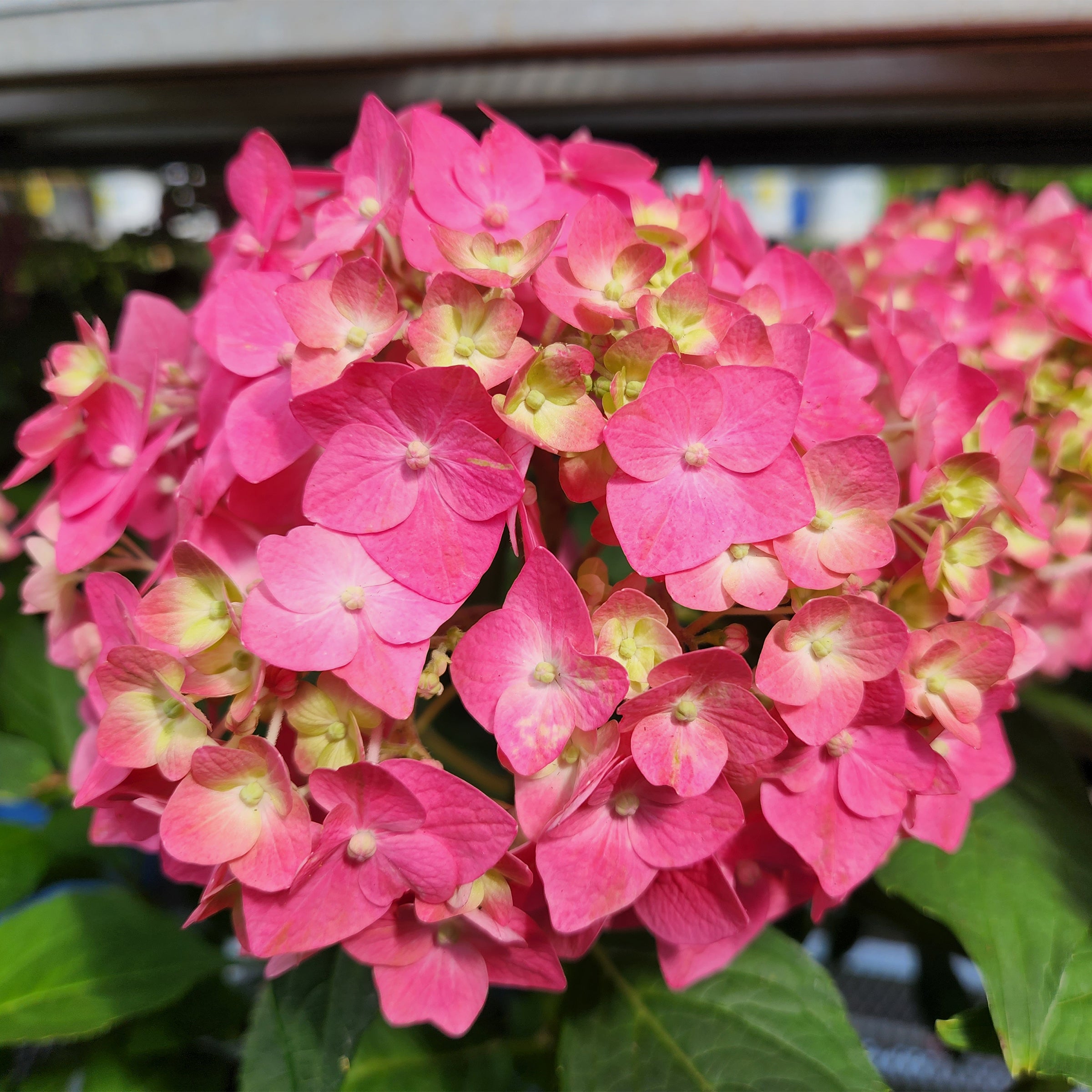 hydrangeaメモ　19点まとめ売り　　　172 Endless Summer® Summer Crush® Hydrangea – Gasper Home & Garden