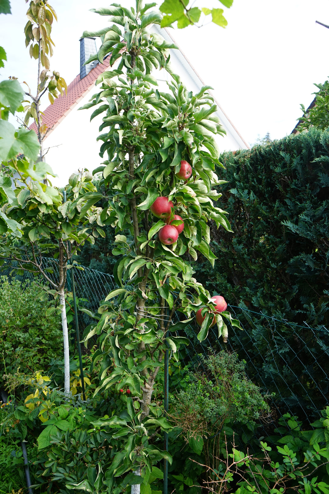 Northpole Columnar Apple