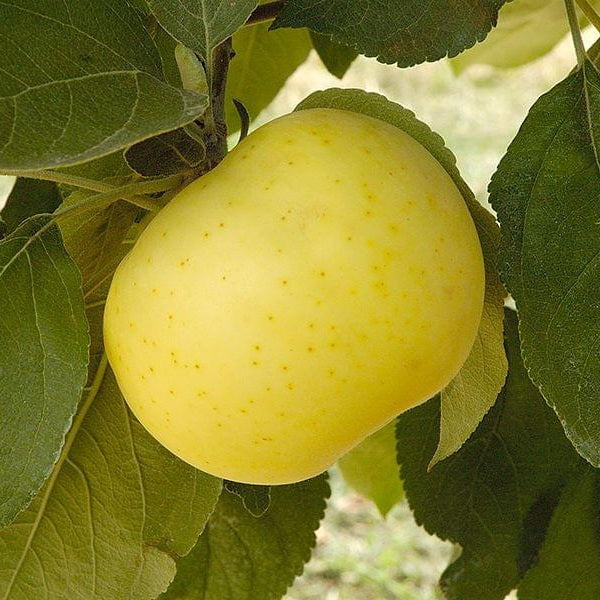Yellow Transparent Apple