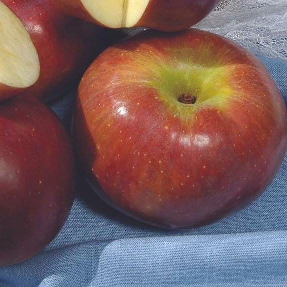 Liberty Apple