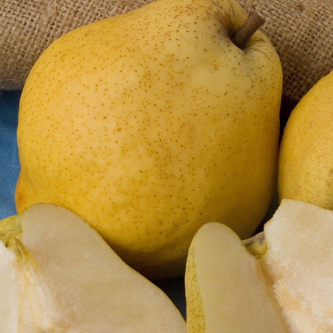 Kieffer Pear