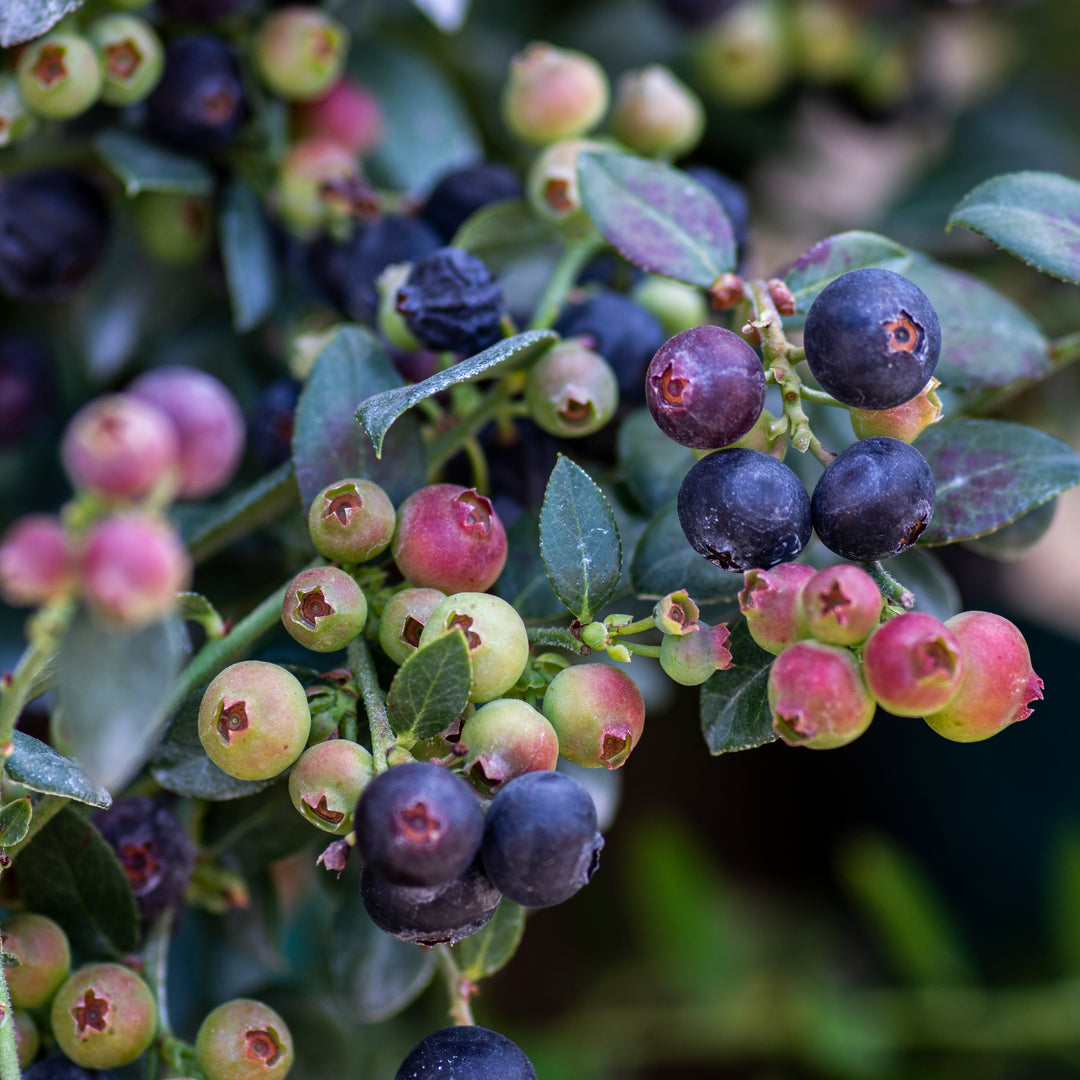 Blueberry Buckle® Blueberry
