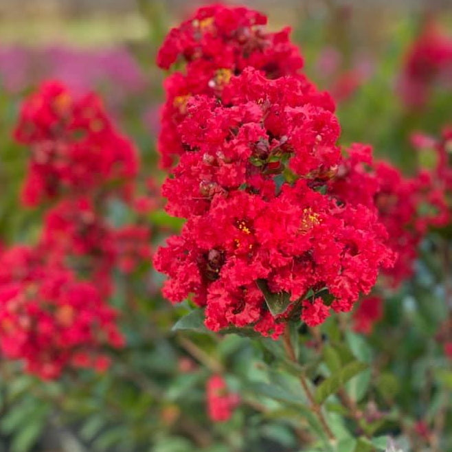Enduring™ Summer Red Crape Myrtle